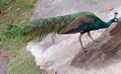 Peacock at Sentosa.